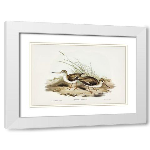 Terek Godwit-Terekia cinerea White Modern Wood Framed Art Print with Double Matting by Gould, John