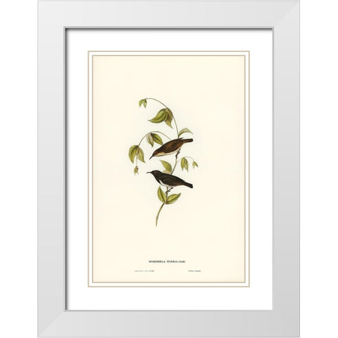 Black Honey-eater-Myzomela nigra White Modern Wood Framed Art Print with Double Matting by Gould, John