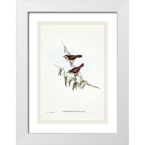 Brown Red-throat-Pyrrholaemus brunneus White Modern Wood Framed Art Print with Double Matting by Gould, John