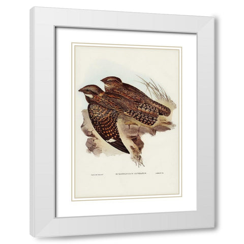 Spotted Goat-sucker-Eurostopodus guttatus White Modern Wood Framed Art Print with Double Matting by Gould, John