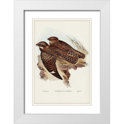 Spotted Goat-sucker-Eurostopodus guttatus White Modern Wood Framed Art Print with Double Matting by Gould, John