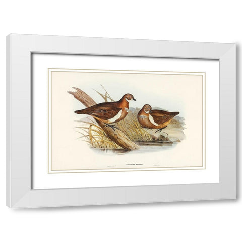Smiths Partridge Bronze-wing-Geophaps Smithii White Modern Wood Framed Art Print with Double Matting by Gould, John