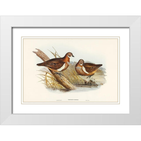 Smiths Partridge Bronze-wing-Geophaps Smithii White Modern Wood Framed Art Print with Double Matting by Gould, John