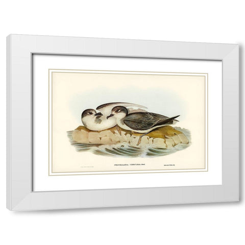 Blue Petrel-Procellaria coerulea White Modern Wood Framed Art Print with Double Matting by Gould, John