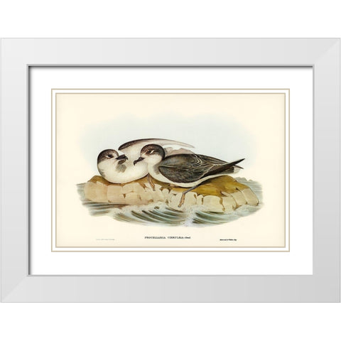 Blue Petrel-Procellaria coerulea White Modern Wood Framed Art Print with Double Matting by Gould, John