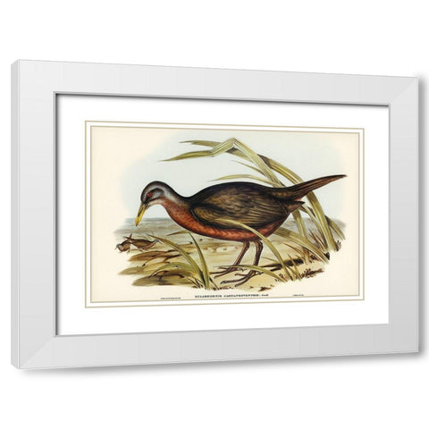 Chestnut-bellied Rail-Eulabeornis castaneoventris White Modern Wood Framed Art Print with Double Matting by Gould, John