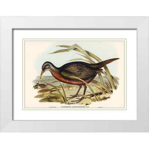 Chestnut-bellied Rail-Eulabeornis castaneoventris White Modern Wood Framed Art Print with Double Matting by Gould, John