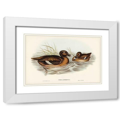 White-eyed Duck-Nyroca Australis White Modern Wood Framed Art Print with Double Matting by Gould, John
