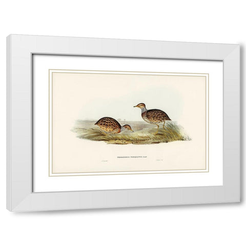 Collared Plain Wanderer-Pedionomus torquatus White Modern Wood Framed Art Print with Double Matting by Gould, John
