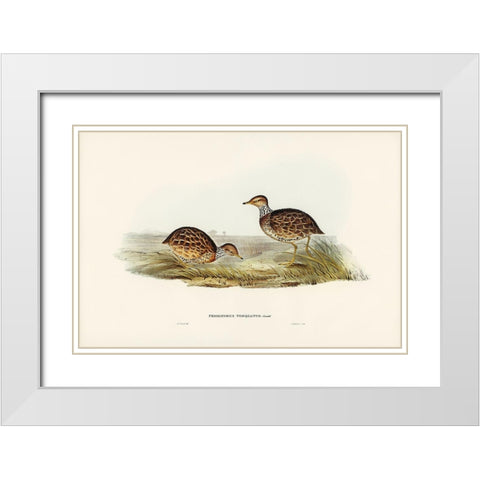 Collared Plain Wanderer-Pedionomus torquatus White Modern Wood Framed Art Print with Double Matting by Gould, John