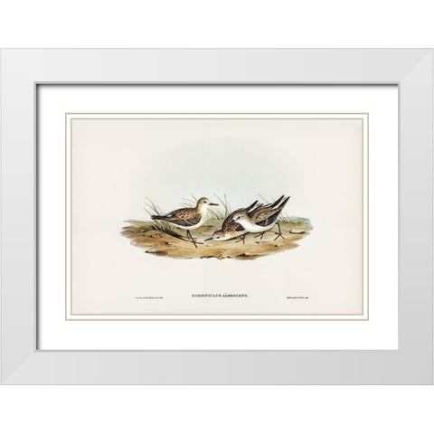 Little Sandpiper-Schoeniclus Aalbescens White Modern Wood Framed Art Print with Double Matting by Gould, John