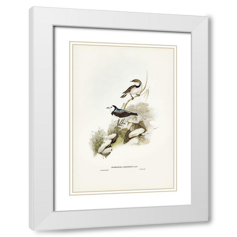 White-fronted chat-Ephthianura albifrons White Modern Wood Framed Art Print with Double Matting by Gould, John