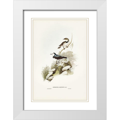 White-fronted chat-Ephthianura albifrons White Modern Wood Framed Art Print with Double Matting by Gould, John