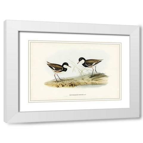 Banded Red Knee-Erythrogonys cinctus White Modern Wood Framed Art Print with Double Matting by Gould, John