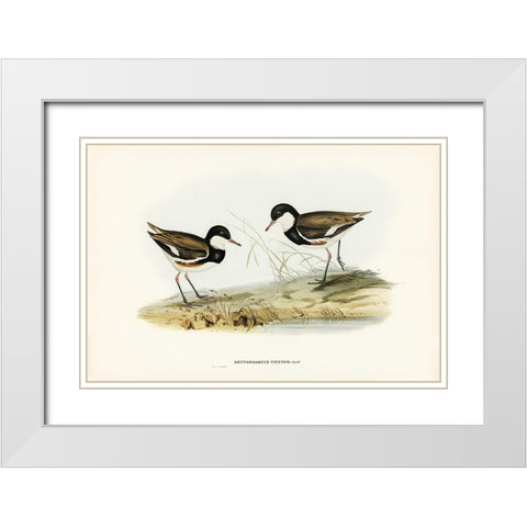 Banded Red Knee-Erythrogonys cinctus White Modern Wood Framed Art Print with Double Matting by Gould, John