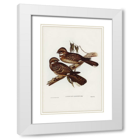 Large-tailed Goat-sucker-Caprimulgus macrurus White Modern Wood Framed Art Print with Double Matting by Gould, John