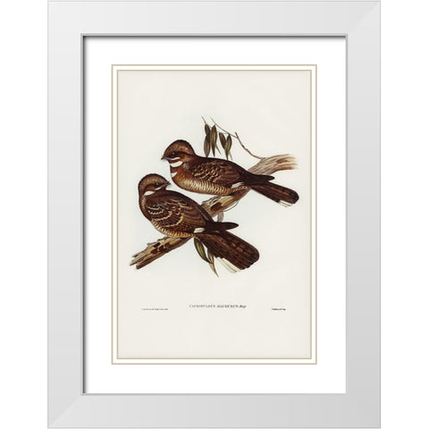 Large-tailed Goat-sucker-Caprimulgus macrurus White Modern Wood Framed Art Print with Double Matting by Gould, John