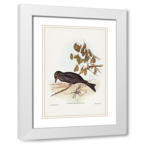 Spangled Drongo-Dicrurus bracteatus White Modern Wood Framed Art Print with Double Matting by Gould, John
