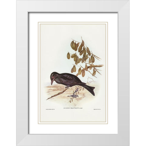 Spangled Drongo-Dicrurus bracteatus White Modern Wood Framed Art Print with Double Matting by Gould, John