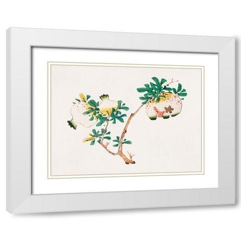 Page from Shi Zhu Zhai Pomegranite White Modern Wood Framed Art Print with Double Matting by Zhengyan, Hu