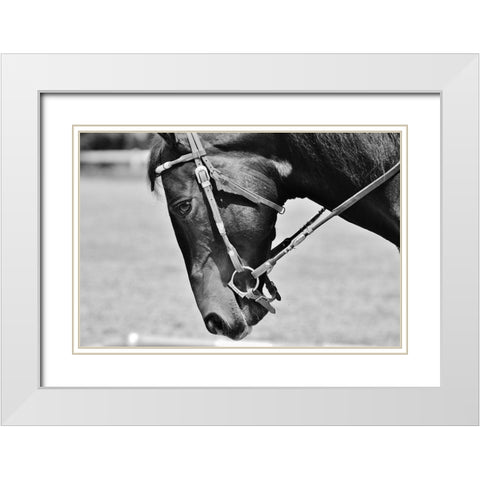 Horse in western bridle II White Modern Wood Framed Art Print with Double Matting by The Yellowstone Collection