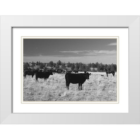 Cattle Grazing Ochoco National Forest White Modern Wood Framed Art Print with Double Matting by The Yellowstone Collection