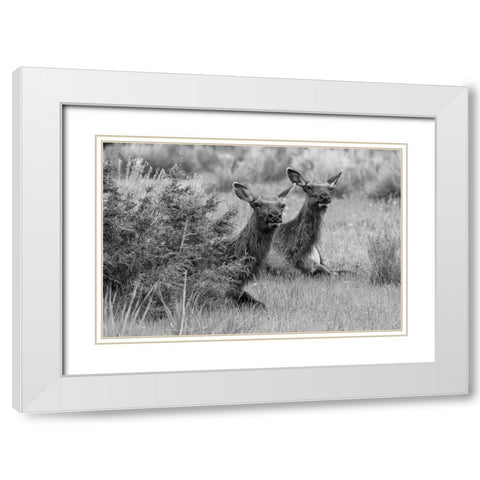 Cow Elk in Mammoth Hot Springs, Yellowstone National Park White Modern Wood Framed Art Print with Double Matting by Frank, Jacob W.