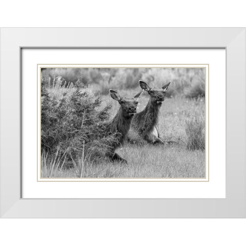 Cow Elk in Mammoth Hot Springs, Yellowstone National Park White Modern Wood Framed Art Print with Double Matting by Frank, Jacob W.