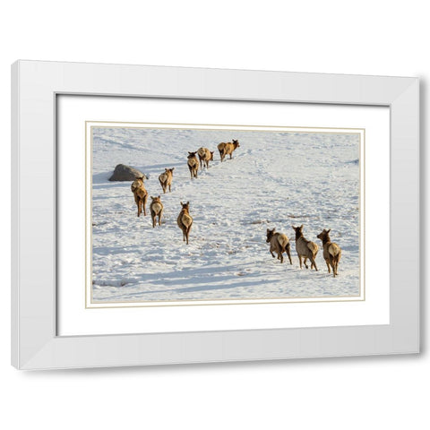 Elk on the Move, Lamar Valley, Yellowstone National Park White Modern Wood Framed Art Print with Double Matting by The Yellowstone Collection