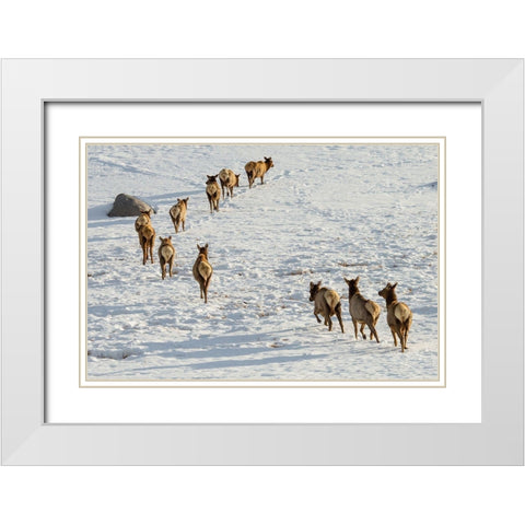 Elk on the Move, Lamar Valley, Yellowstone National Park White Modern Wood Framed Art Print with Double Matting by The Yellowstone Collection
