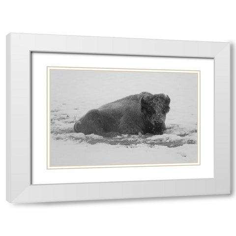 Frost-covered Bison near Roaring Mountain, Yellowstone National Park White Modern Wood Framed Art Print with Double Matting by Frank, Jacob W.