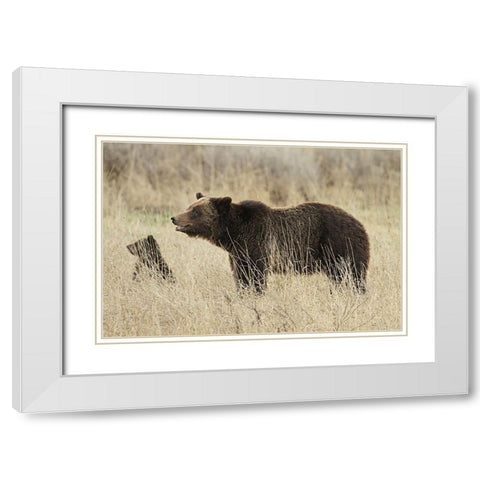 Grizzly Sow and Cub near Fishing Bridge, Yellowstone National Park White Modern Wood Framed Art Print with Double Matting by Peaco, Jim