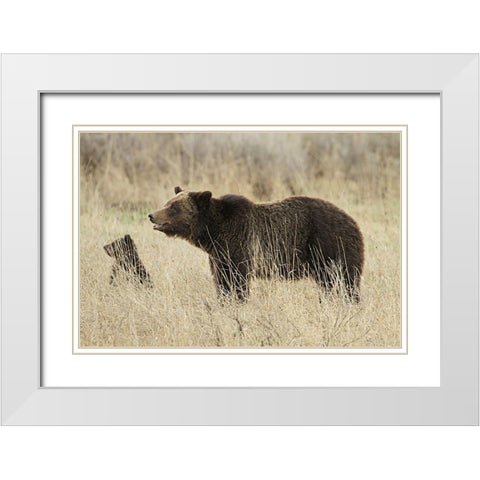 Grizzly Sow and Cub near Fishing Bridge, Yellowstone National Park White Modern Wood Framed Art Print with Double Matting by Peaco, Jim