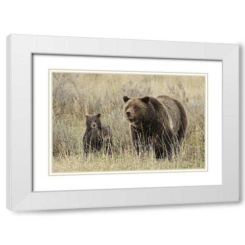 Grizzly Sow and Cubs near Fishing Bridge, Yellowstone National Park White Modern Wood Framed Art Print with Double Matting by Peaco, Jim