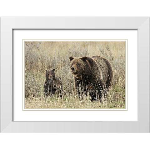 Grizzly Sow and Cubs near Fishing Bridge, Yellowstone National Park White Modern Wood Framed Art Print with Double Matting by Peaco, Jim