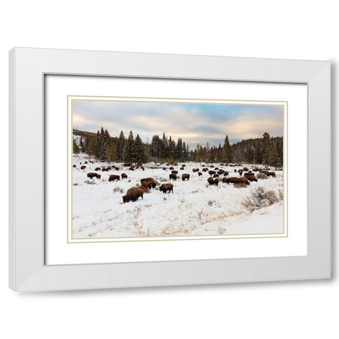 Bison near Wraith Falls Trailhead, Yellowstone National Park White Modern Wood Framed Art Print with Double Matting by Frank, Jacob W.