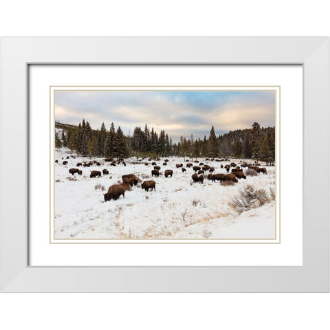 Bison near Wraith Falls Trailhead, Yellowstone National Park White Modern Wood Framed Art Print with Double Matting by Frank, Jacob W.