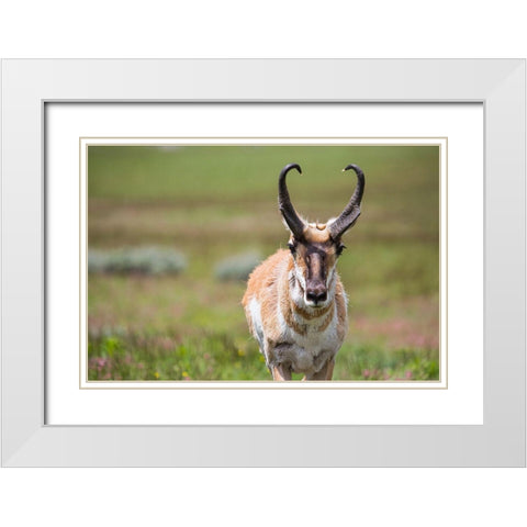 Pronghorn, Blacktail Deer Plateau, Yellowstone National Park White Modern Wood Framed Art Print with Double Matting by The Yellowstone Collection