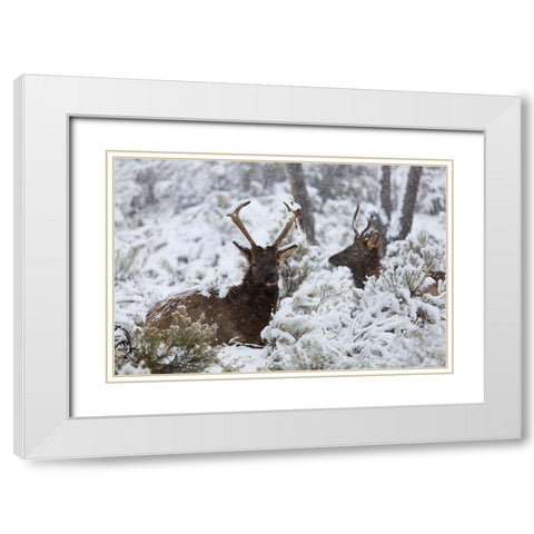 Young Bull Elk on Snowy Day, Yellowstone National Park White Modern Wood Framed Art Print with Double Matting by The Yellowstone Collection