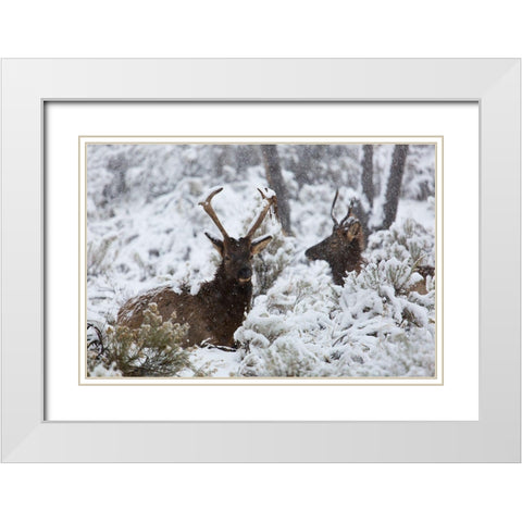 Young Bull Elk on Snowy Day, Yellowstone National Park White Modern Wood Framed Art Print with Double Matting by The Yellowstone Collection