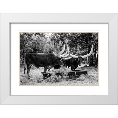 Longhorn Cattle on Abilene State Historical Park-Texas White Modern Wood Framed Art Print with Double Matting by Highsmith, Carol