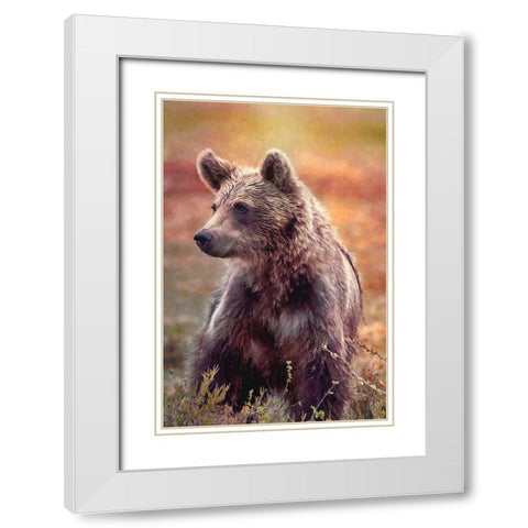 Brown Bear White Modern Wood Framed Art Print with Double Matting by Alpenglow Workshop