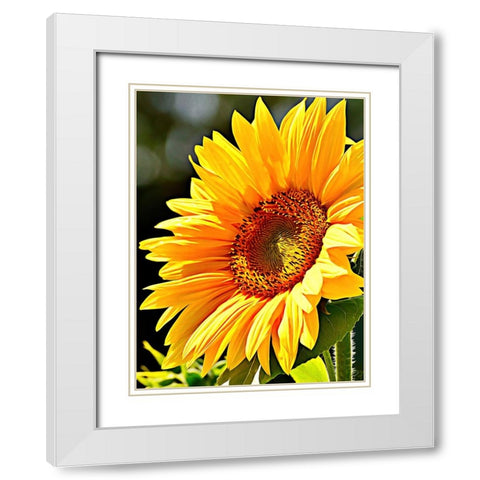 Sunflower White Modern Wood Framed Art Print with Double Matting by Alpenglow Workshop