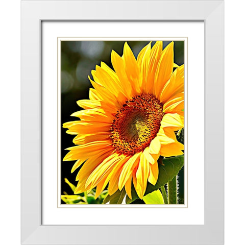 Sunflower White Modern Wood Framed Art Print with Double Matting by Alpenglow Workshop