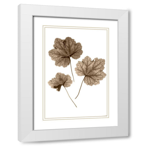 Heucher White Modern Wood Framed Art Print with Double Matting by Stalus, Judy