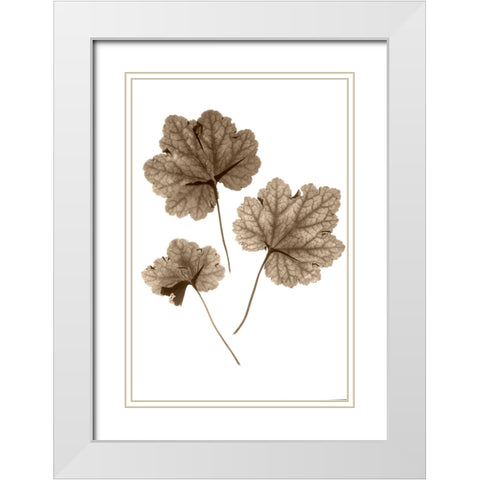 Heucher White Modern Wood Framed Art Print with Double Matting by Stalus, Judy