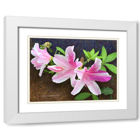 Pink Azaleas White Modern Wood Framed Art Print with Double Matting by Vest, Christopher