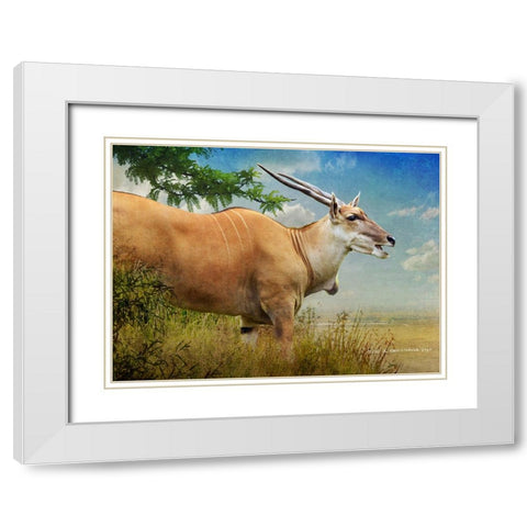 Stepping out female common eland White Modern Wood Framed Art Print with Double Matting by Vest, Christopher