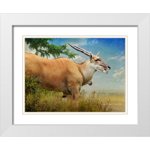 Stepping out female common eland White Modern Wood Framed Art Print with Double Matting by Vest, Christopher