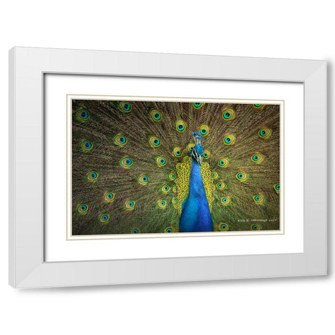 Peacock Display White Modern Wood Framed Art Print with Double Matting by Vest, Christopher